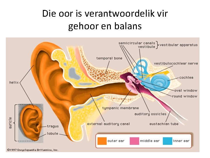 Die oor is verantwoordelik vir gehoor en balans 