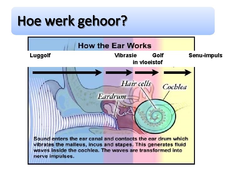 Hoe werk gehoor? Luggolf Vibrasie Golf in vloeistof Senu-impuls 