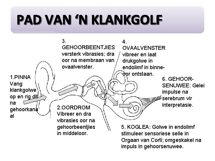 PAD VAN ‘N KLANKGOLF 3. GEHOORBEENTJIES versterk vibrasies; dra oor na membraan van ovaalvenster.