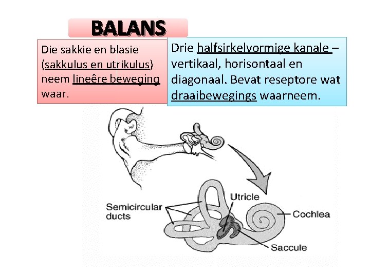 BALANS Die sakkie en blasie (sakkulus en utrikulus) neem lineêre beweging waar. Drie halfsirkelvormige