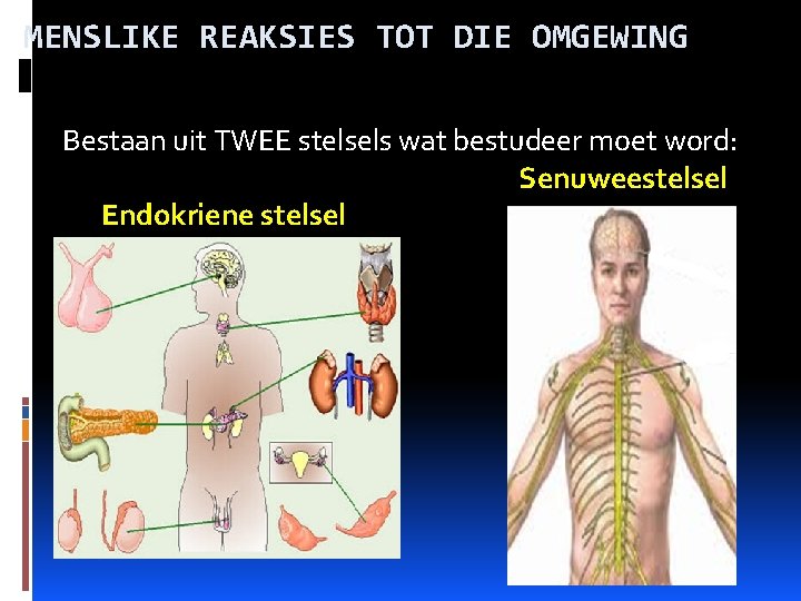 MENSLIKE REAKSIES TOT DIE OMGEWING Bestaan uit TWEE stelsels wat bestudeer moet word: Senuweestelsel