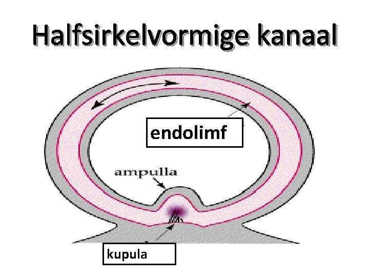 Halfsirkelvormige kanaal endolimf kupula 