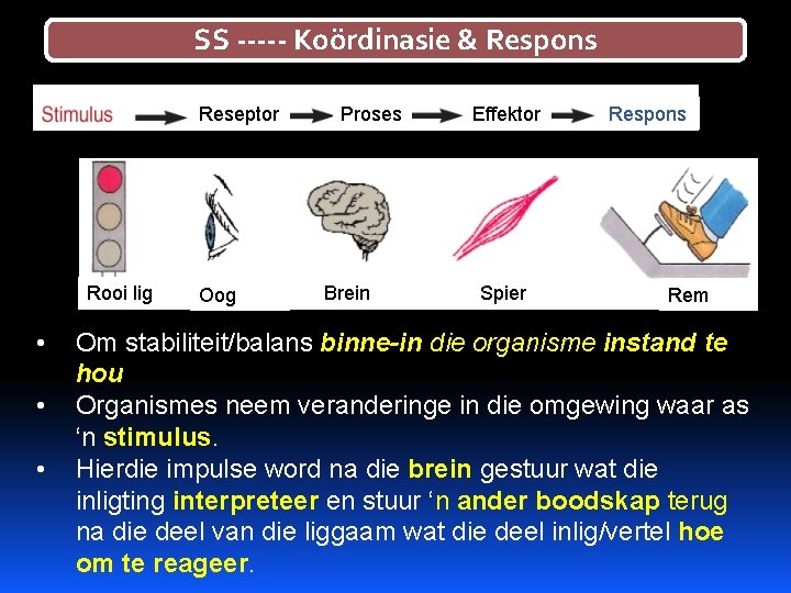 SS ----- Koördinasie & Respons Reseptor Rooi lig • • • Oog Proses Brein