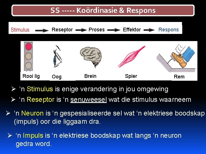 SS ----- Koördinasie & Respons Reseptor Rooi lig Oog Proses Brein Effektor Spier Respons