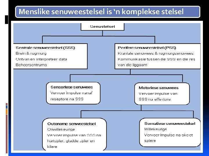 Menslike senuweestelsel is ‘n komplekse stelsel 