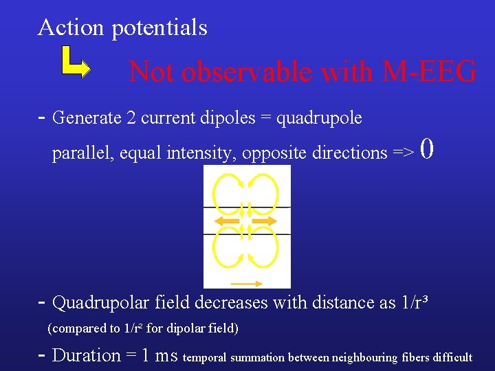 Action potentials Not observable with M-EEG - Generate 2 current dipoles = quadrupole parallel,