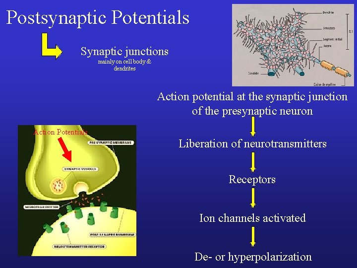 Postsynaptic Potentials Synaptic junctions mainly on cell body & dendrites Action potential at the