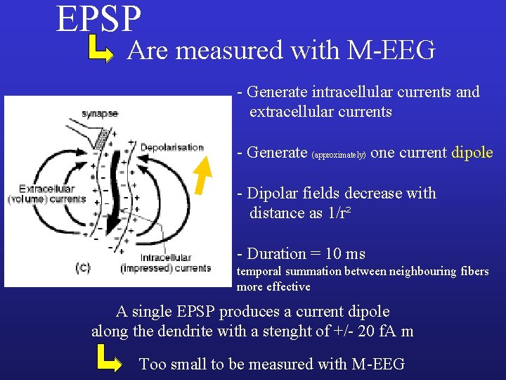 EPSP Are measured with M-EEG - Generate intracellular currents and extracellular currents - Generate
