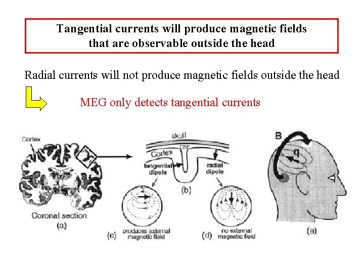 Tangential currents will produce magnetic fields that are observable outside the head Radial currents