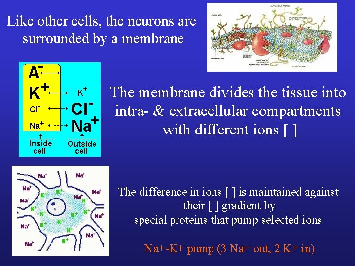Like other cells, the neurons are surrounded by a membrane The membrane divides the