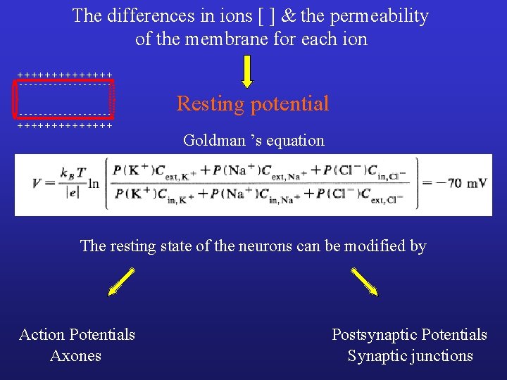 The differences in ions [ ] & the permeability of the membrane for each