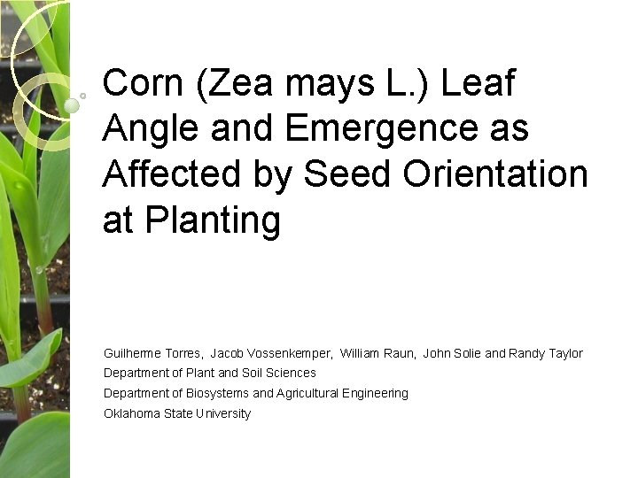 Corn (Zea mays L. ) Leaf Angle and Emergence as Affected by Seed Orientation