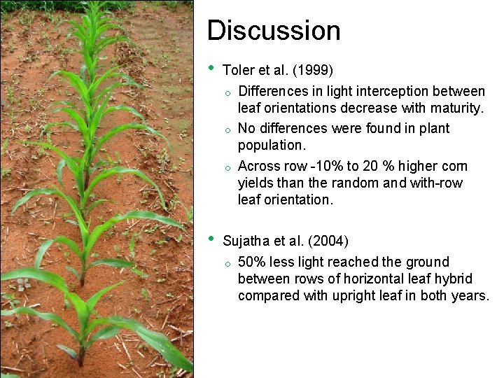 Discussion • Toler et al. (1999) o Differences in light interception between leaf orientations