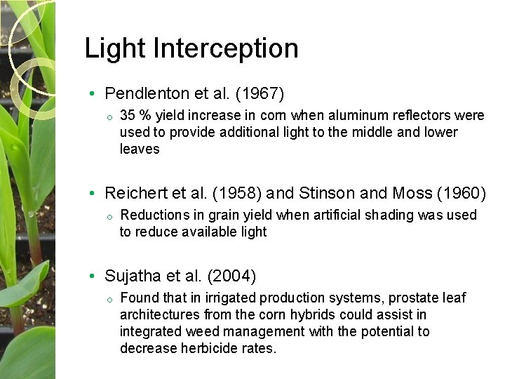 Light Interception • Pendlenton et al. (1967) o 35 % yield increase in corn