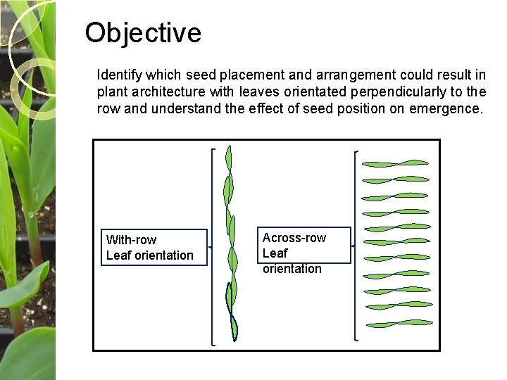 Objective Identify which seed placement and arrangement could result in plant architecture with leaves