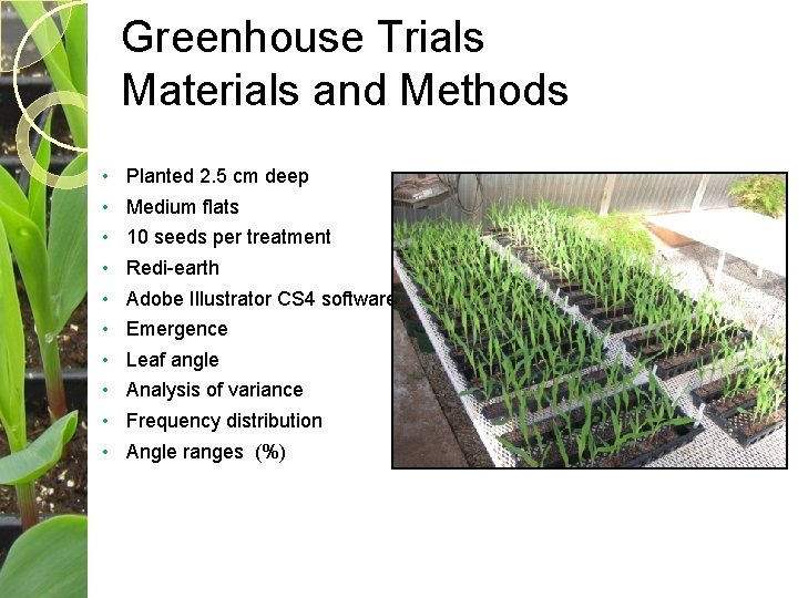 Greenhouse Trials Materials and Methods • • • Planted 2. 5 cm deep Medium