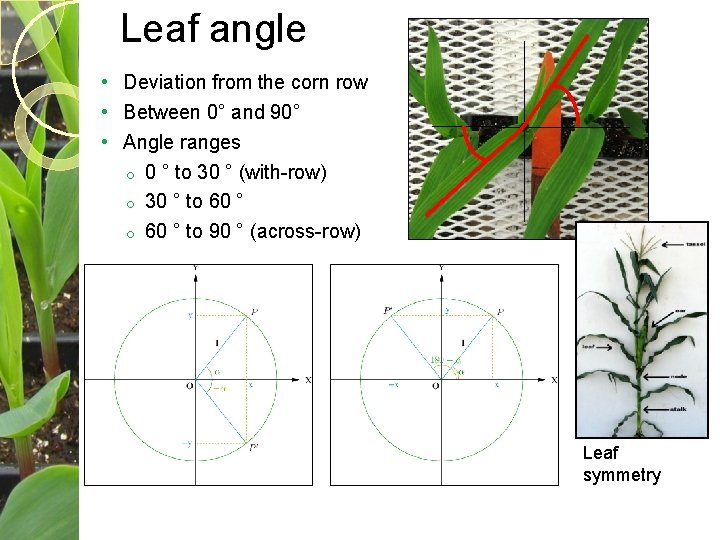 Leaf angle • Deviation from the corn row • Between 0° and 90° •
