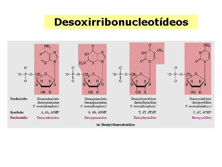 Desoxirribonucleotídeos 