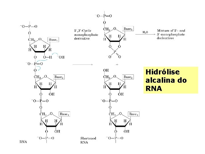 Hidrólise alcalina do RNA 