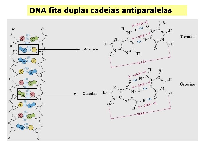 DNA fita dupla: cadeias antiparalelas 