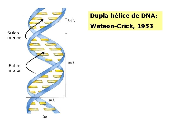 Dupla hélice de DNA: Watson-Crick, 1953 Sulco menor Sulco maior 