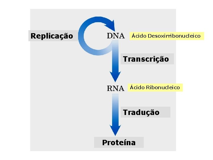 Replicação Ácido Desoxirribonucleico Transcrição Ácido Ribonucleico Tradução Proteína 