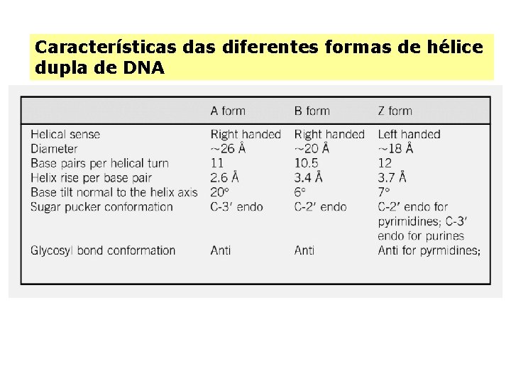 Características diferentes formas de hélice dupla de DNA 