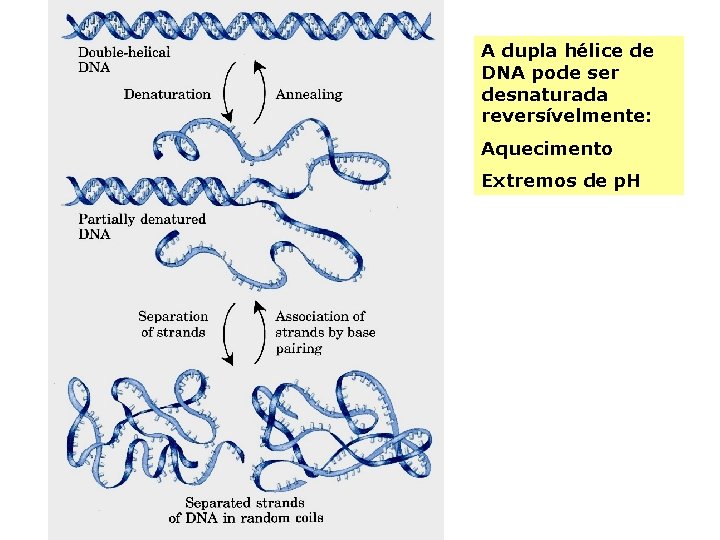 A dupla hélice de DNA pode ser desnaturada reversívelmente: Aquecimento Extremos de p. H