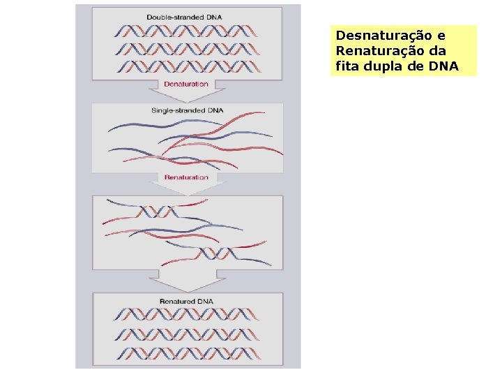Desnaturação e Renaturação da fita dupla de DNA 