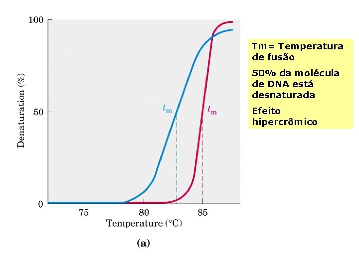 Tm= Temperatura de fusão 50% da molécula de DNA está desnaturada Efeito hipercrômico 
