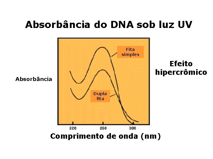 Absorbância do DNA sob luz UV Fita simples Efeito hipercrômico Absorbância Dupla fita Comprimento