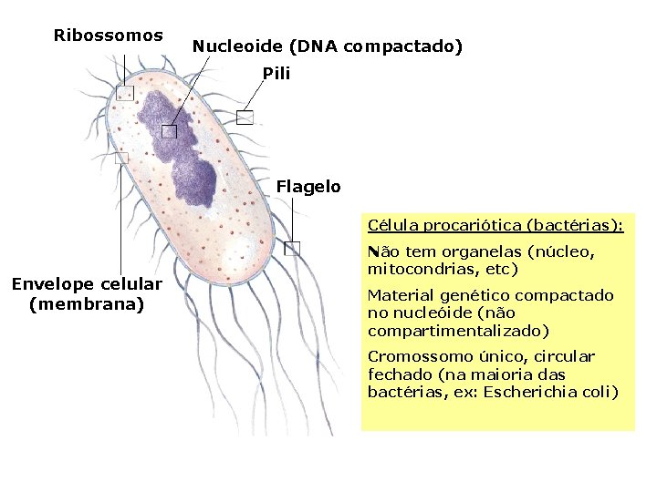 Ribossomos Nucleoide (DNA compactado) Pili Flagelo Célula procariótica (bactérias): Envelope celular (membrana) Não tem