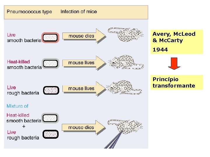 Avery, Mc. Leod & Mc. Carty 1944 Princípio transformante 