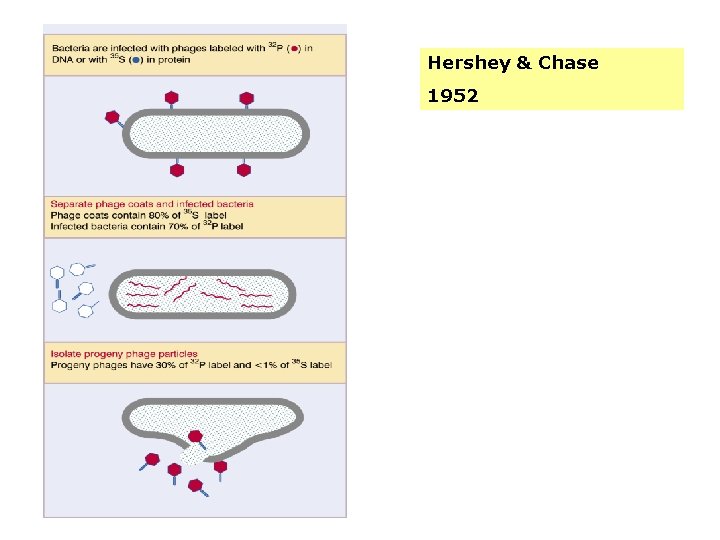 Hershey & Chase 1952 