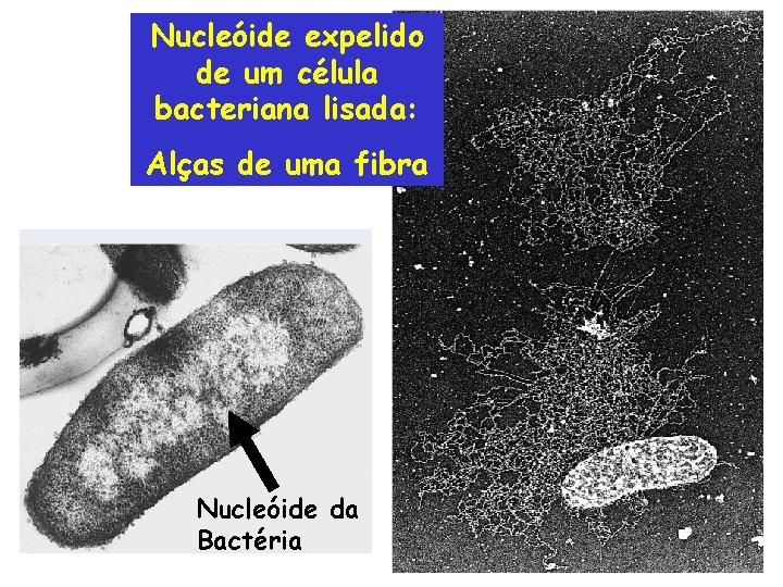 Nucleóide expelido de um célula bacteriana lisada: Alças de uma fibra Nucleóide da Bactéria