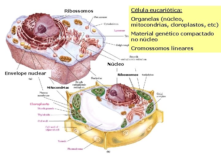 Célula eucariótica: Ribossomos Organelas (núcleo, mitocondrias, cloroplastos, etc) Material genético compactado no núcleo Cromossomos