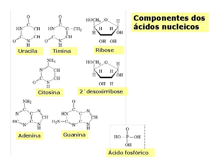 Componentes dos ácidos nucleicos Uracila Ribose Timina Citosina Adenina 2´desoxirribose Guanina Ácido fosfórico 