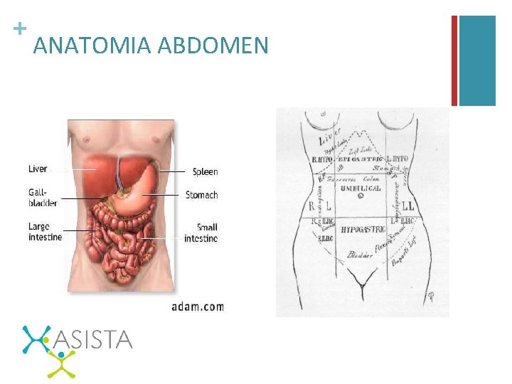 + ANATOMIA ABDOMEN 