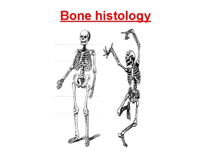 Bone histology 