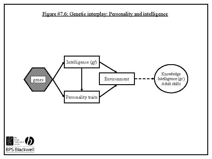 Figure #7. 6: Genetic interplay: Personality and intelligence Intelligence (gf) Environment genes Personality traits