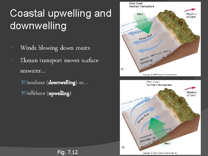 Coastal upwelling and downwelling Winds blowing down coasts Ekman transport moves surface seawater… onshore