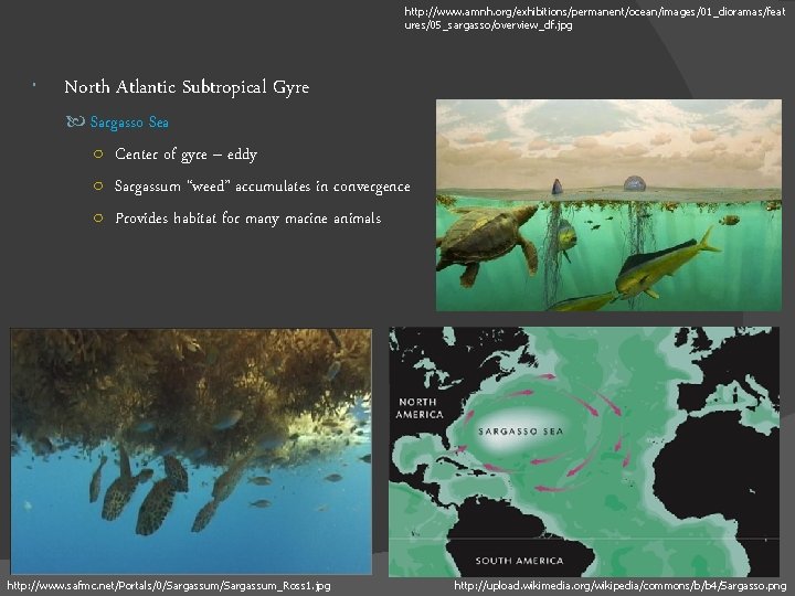 http: //www. amnh. org/exhibitions/permanent/ocean/images/01_dioramas/feat ures/05_sargasso/overview_df. jpg North Atlantic Subtropical Gyre Sargasso Sea ○ Center