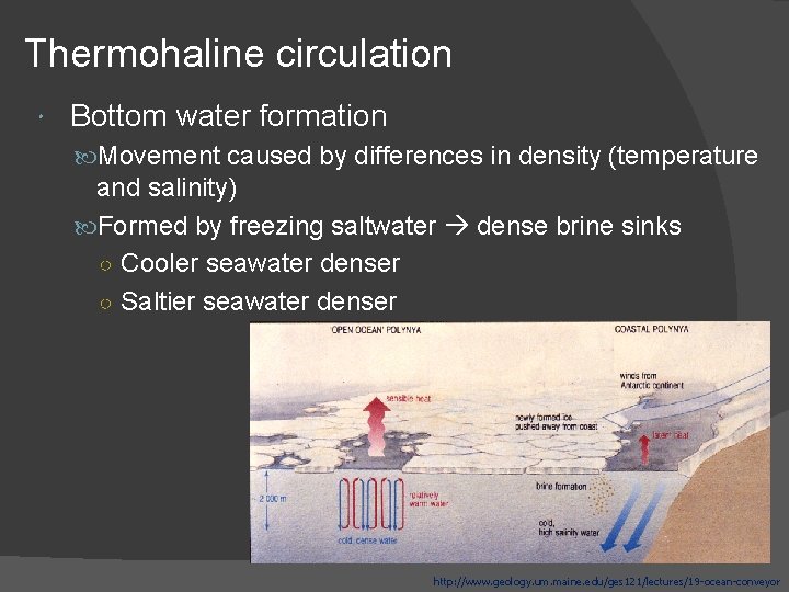 Thermohaline circulation Bottom water formation Movement caused by differences in density (temperature and salinity)