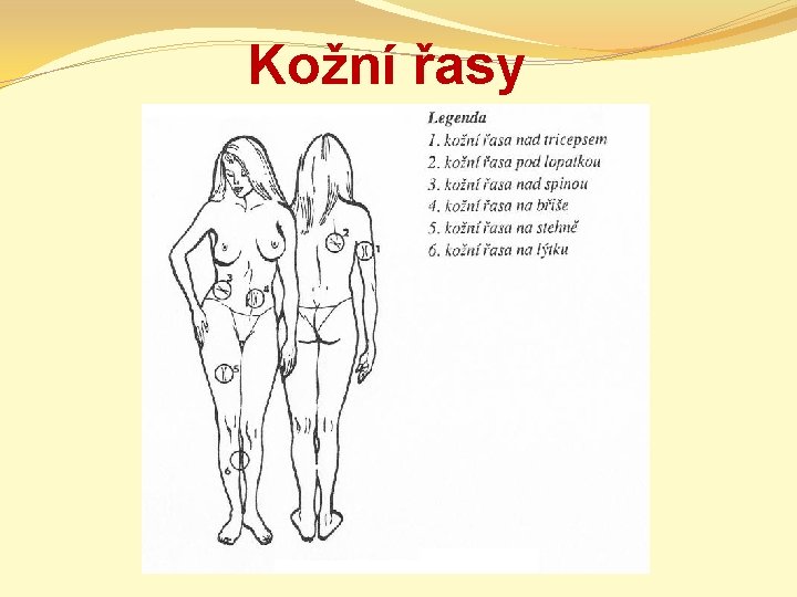 Kožní řasy 