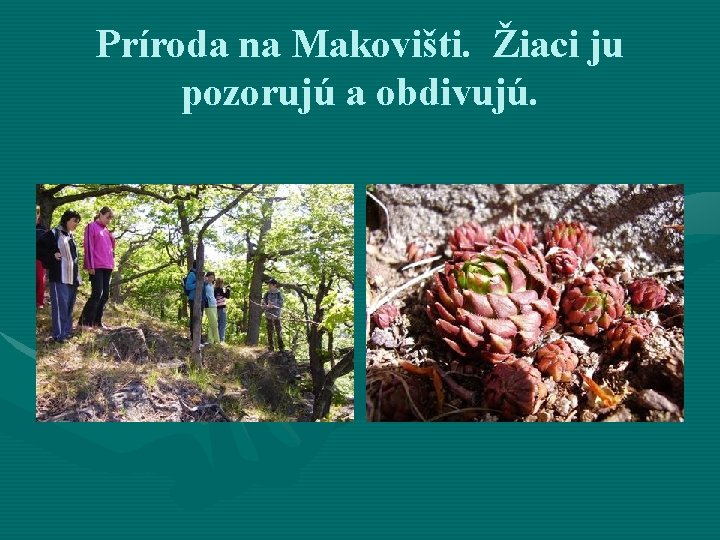 Príroda na Makovišti. Žiaci ju pozorujú a obdivujú. 