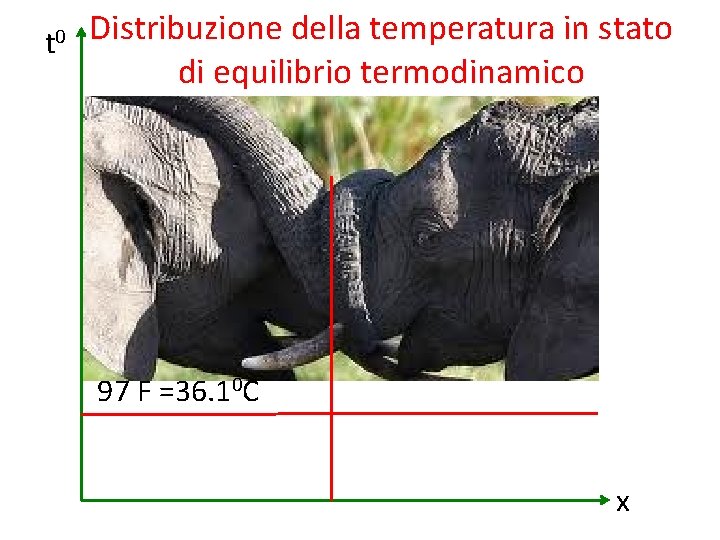 t 0 Distribuzione della temperatura in stato di equilibrio termodinamico 97 F =36. 10