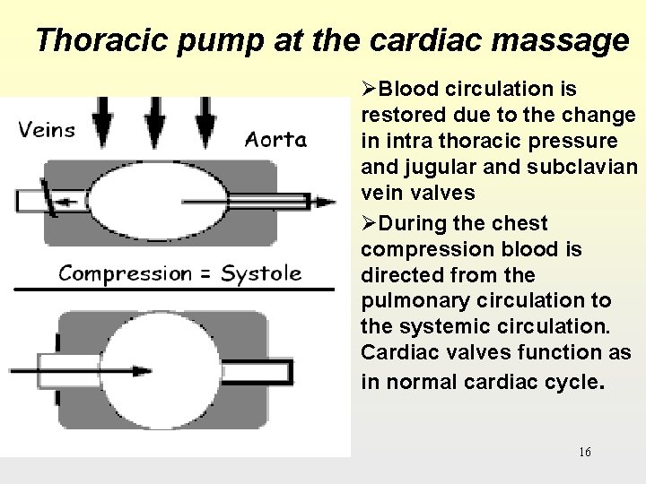 Thoracic pump at the cardiac massage ØBlood circulation is restored due to the change