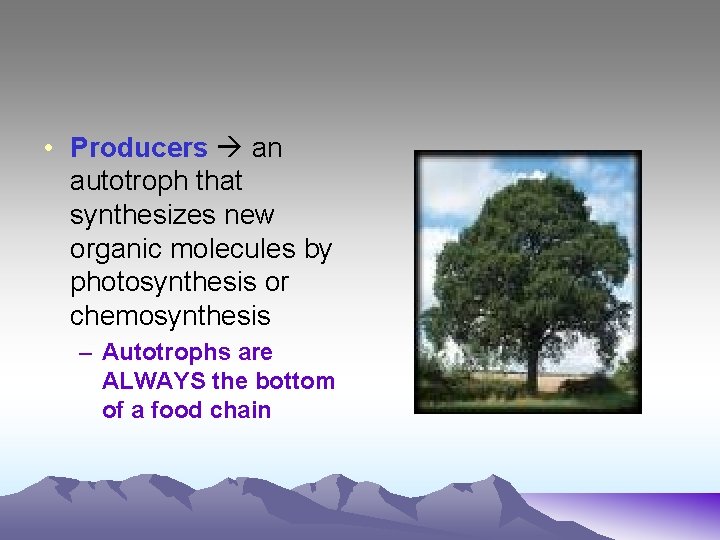  • Producers an autotroph that synthesizes new organic molecules by photosynthesis or chemosynthesis