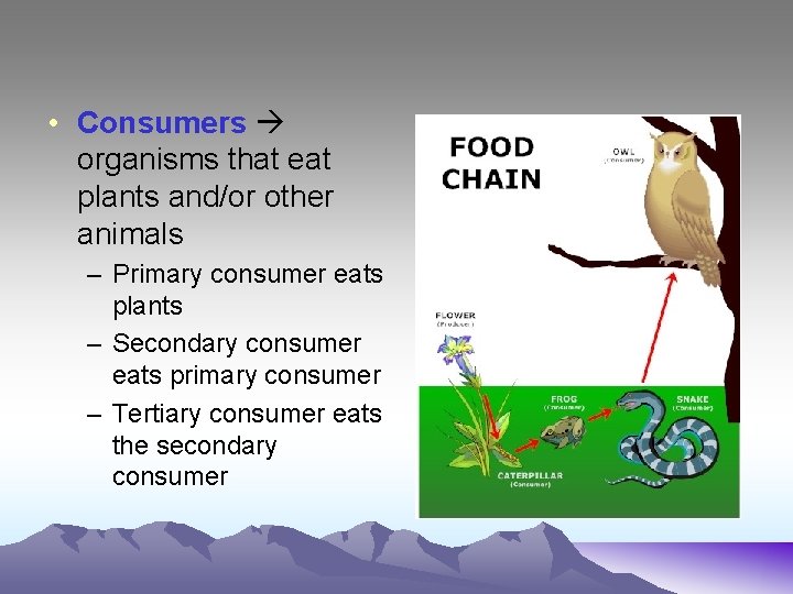  • Consumers organisms that eat plants and/or other animals – Primary consumer eats