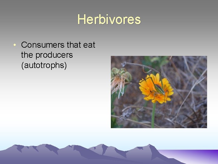 Herbivores • Consumers that eat the producers (autotrophs) 